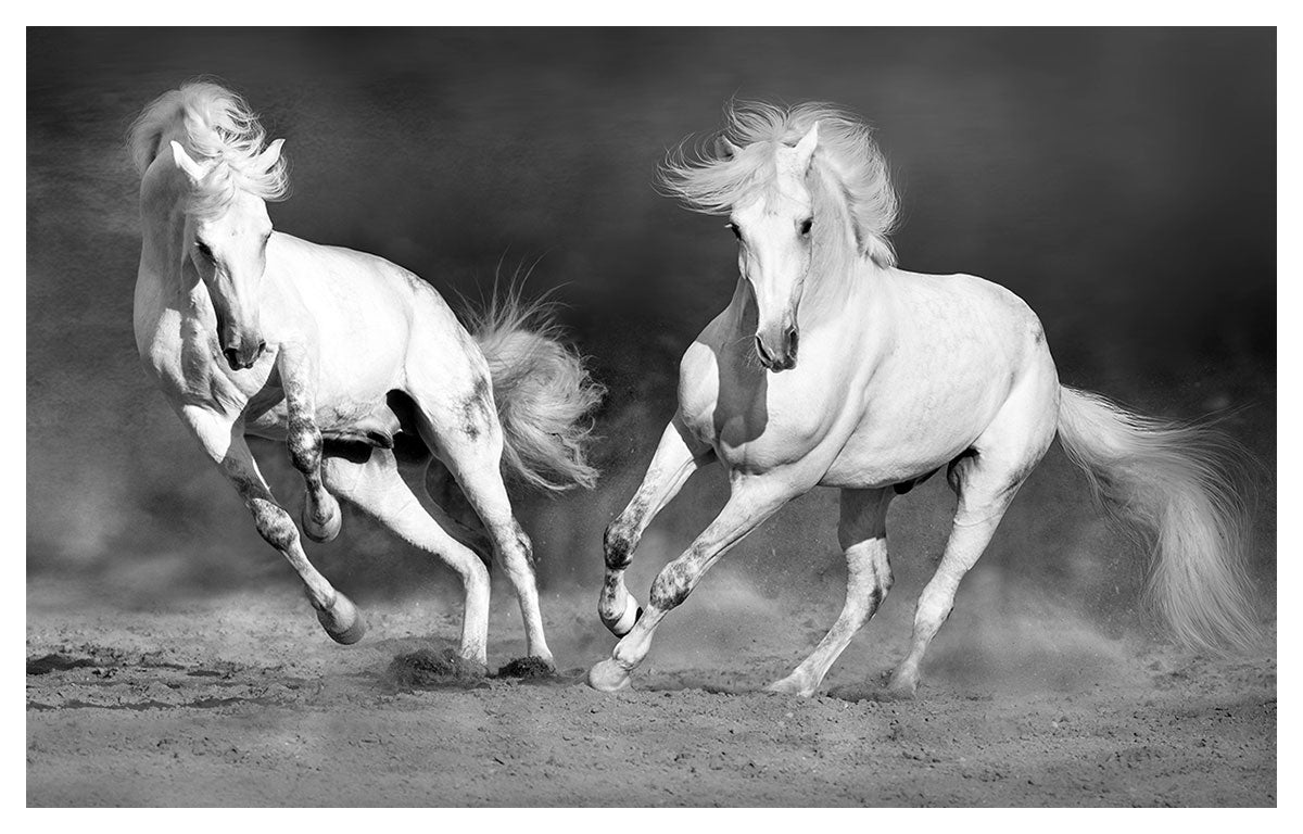 Poster Vintage Années 70 Noir Et Blanc - Thème Animaux, Format 23x35 Pouces - Stock Ancien
