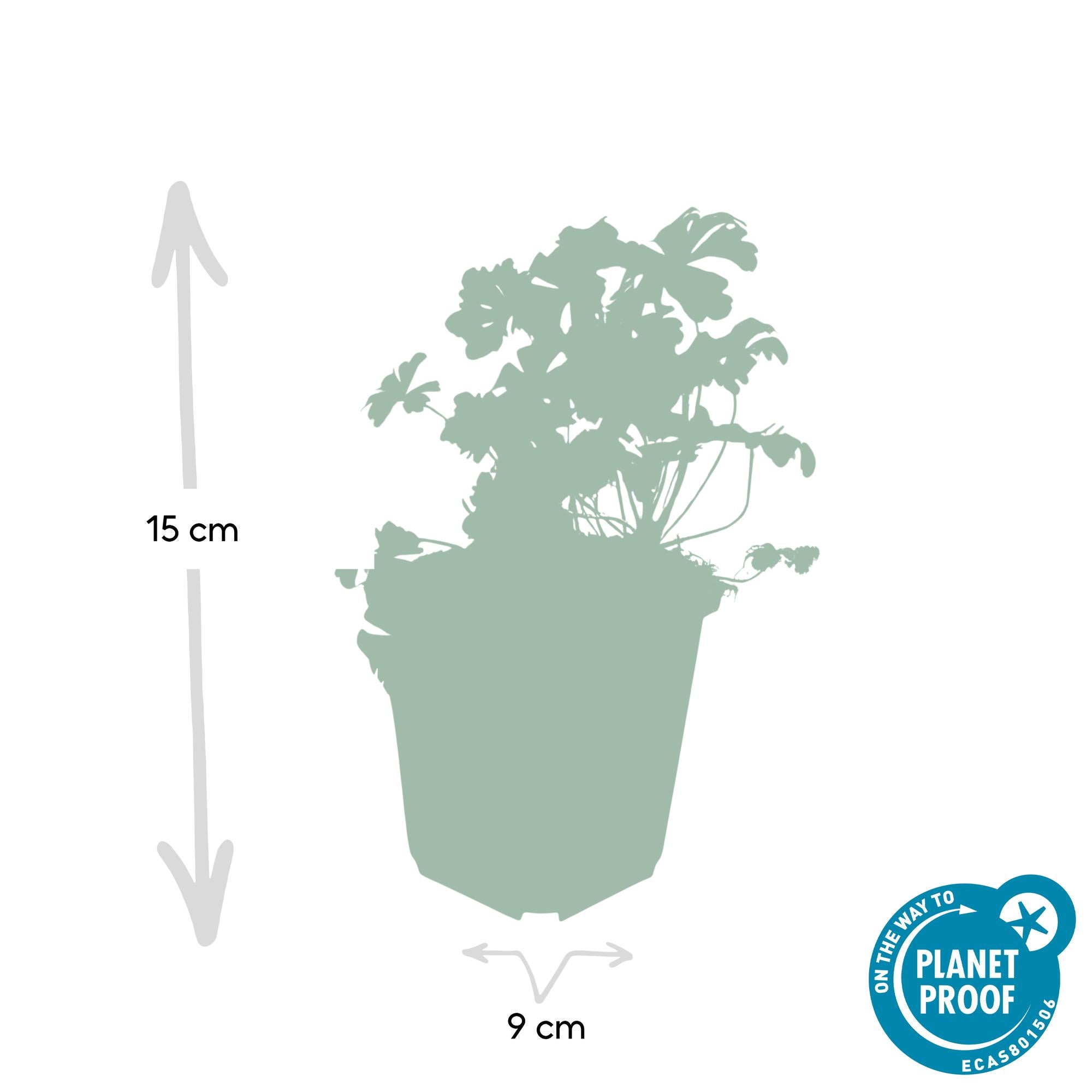 24x Plante Geranium cant. 'Biokovo' - ↕10-25cm (hauteur) - Ø9cm (diamètre)– ComfortXL Green - 2