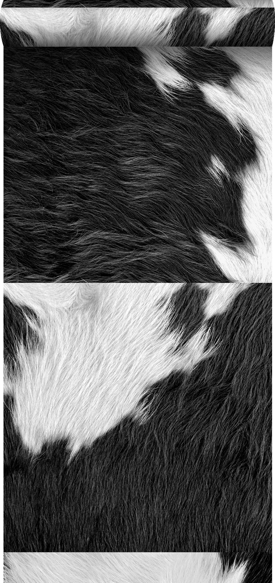 Tapeta XXL wygląd skóry bydlęcej czarno-białym - 50 x 900 cm - ORIGIN