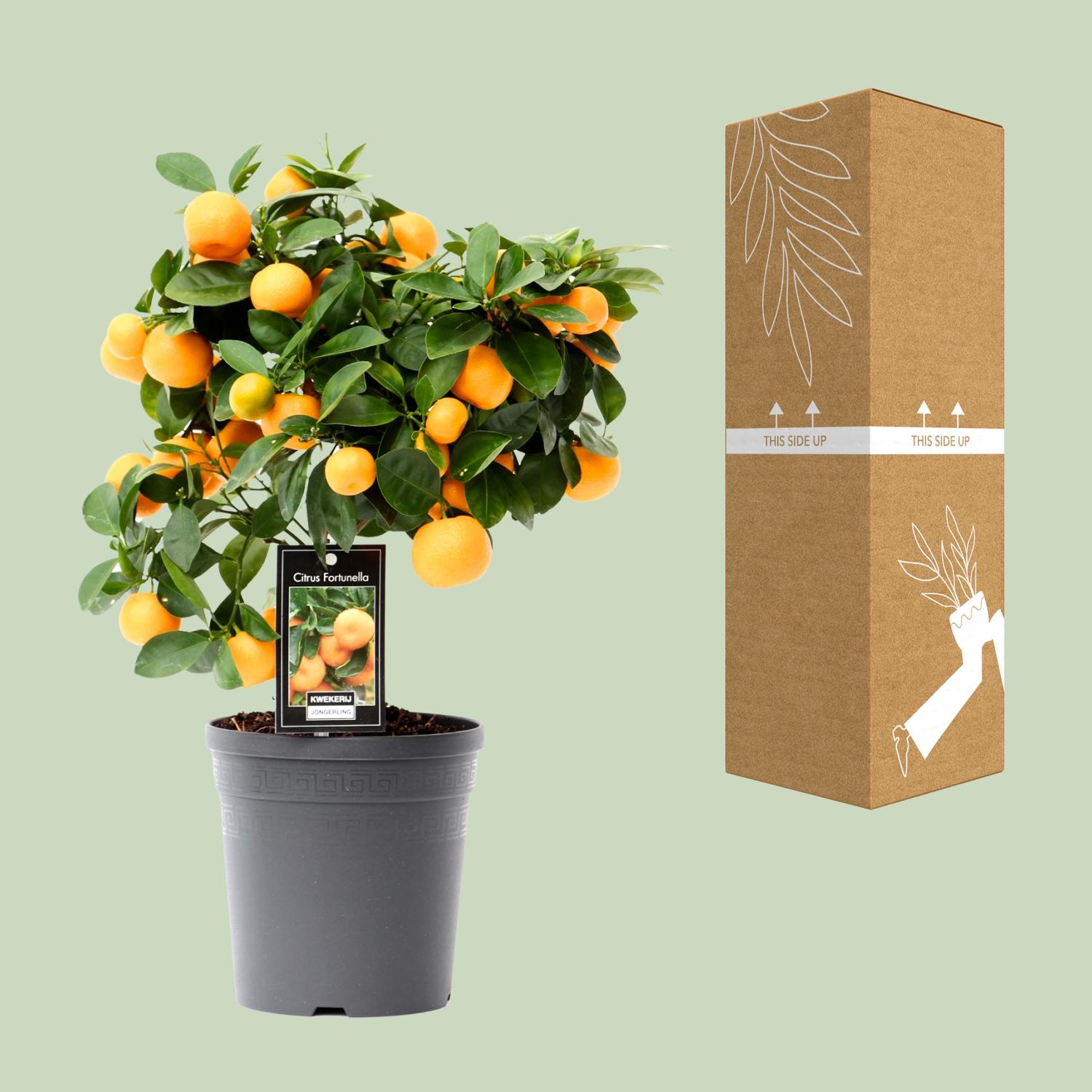 Citrus Calamondin 15 cm - Pianta da interno 40 cm - Agrume ornamentale e profumata - 2