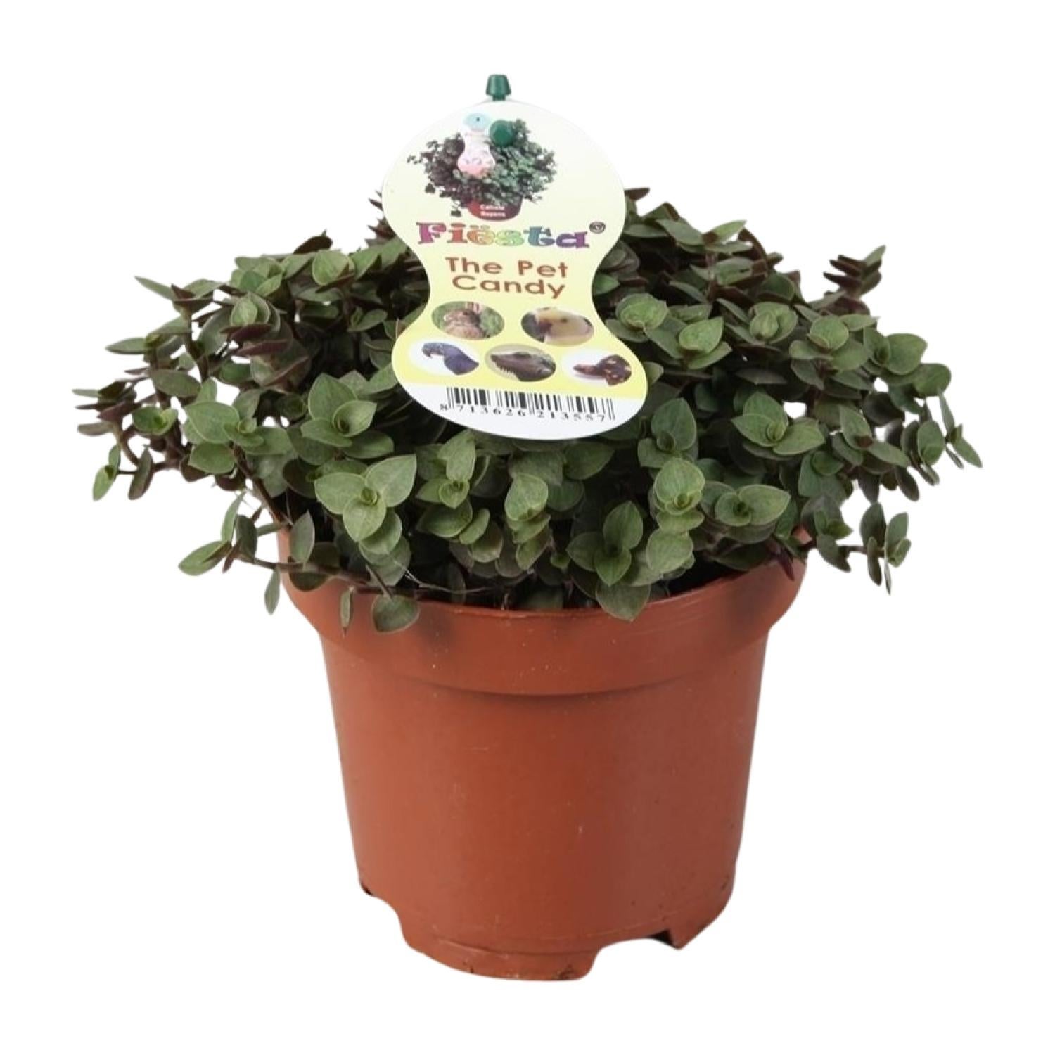 Calissia Repens - Roślina doniczkowa - Doniczka Ø12cm - Wysokość 17cm