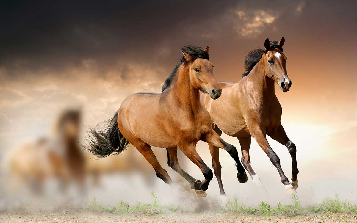 Le contre-galop et le galop à faux - Petit Galop