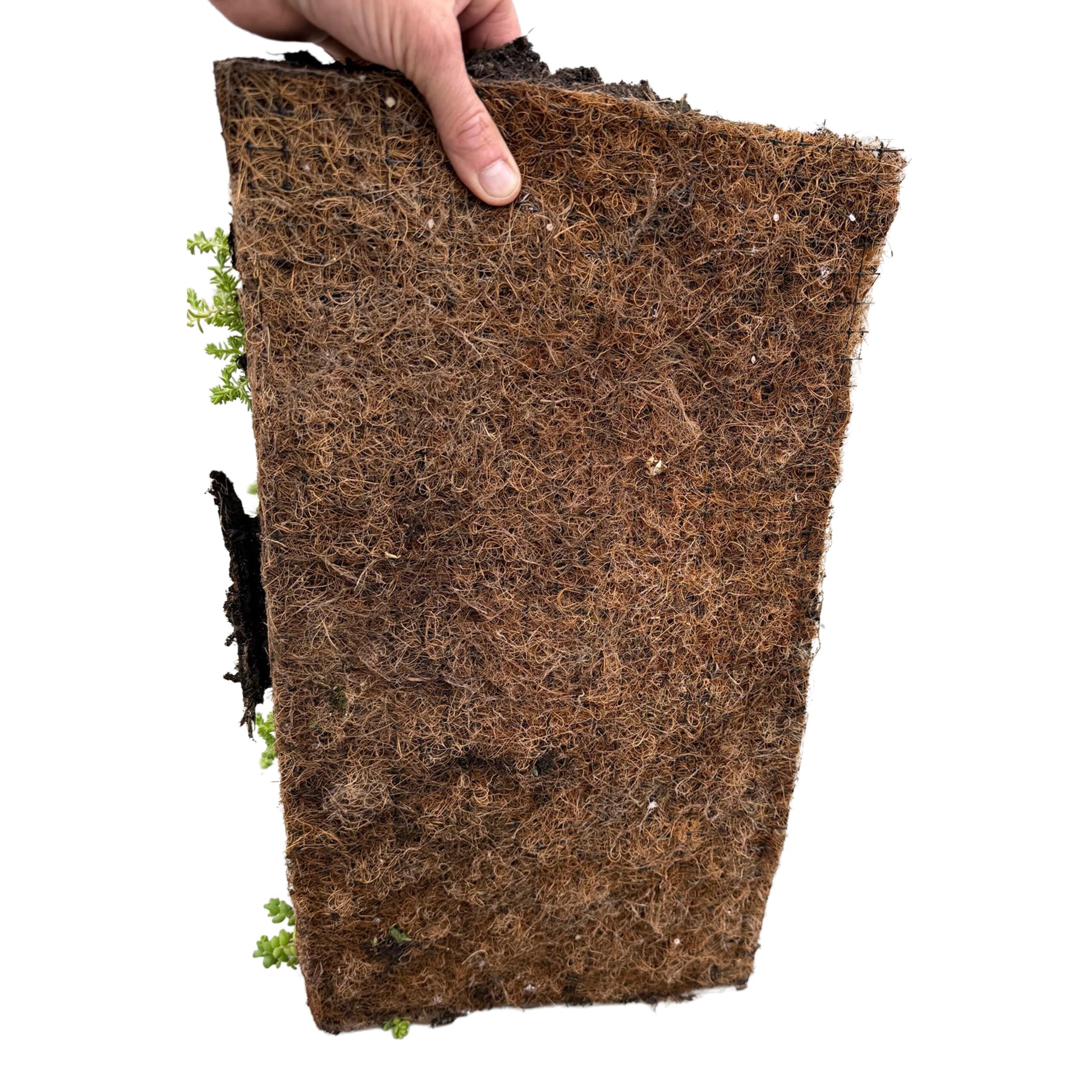 Tappeto di Sedum Resistenti – 10 varietà – 50x30 cm – X4 – Bassa Manutenzione per Giardino e Tetto - 5