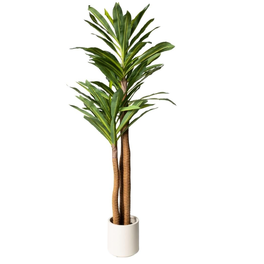 Kactus Republic  Planta Artificial Dracaena Árbol Dragón 170Cm. Gran Realismo Con Macetero Decorativo Para Decoración Interior Salón Hogar Y Oficina Blanco , Leroy Merlin