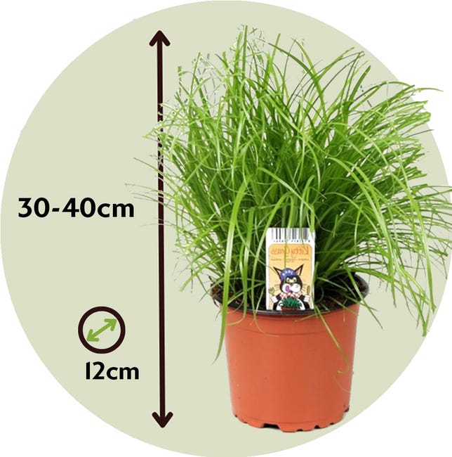 Pianta Di Papiro Cyperus Papirus - Vaso 16cm, Altezza 70cm, 2 Piante Vere, Per Laghetto O Vaso - Foto 8