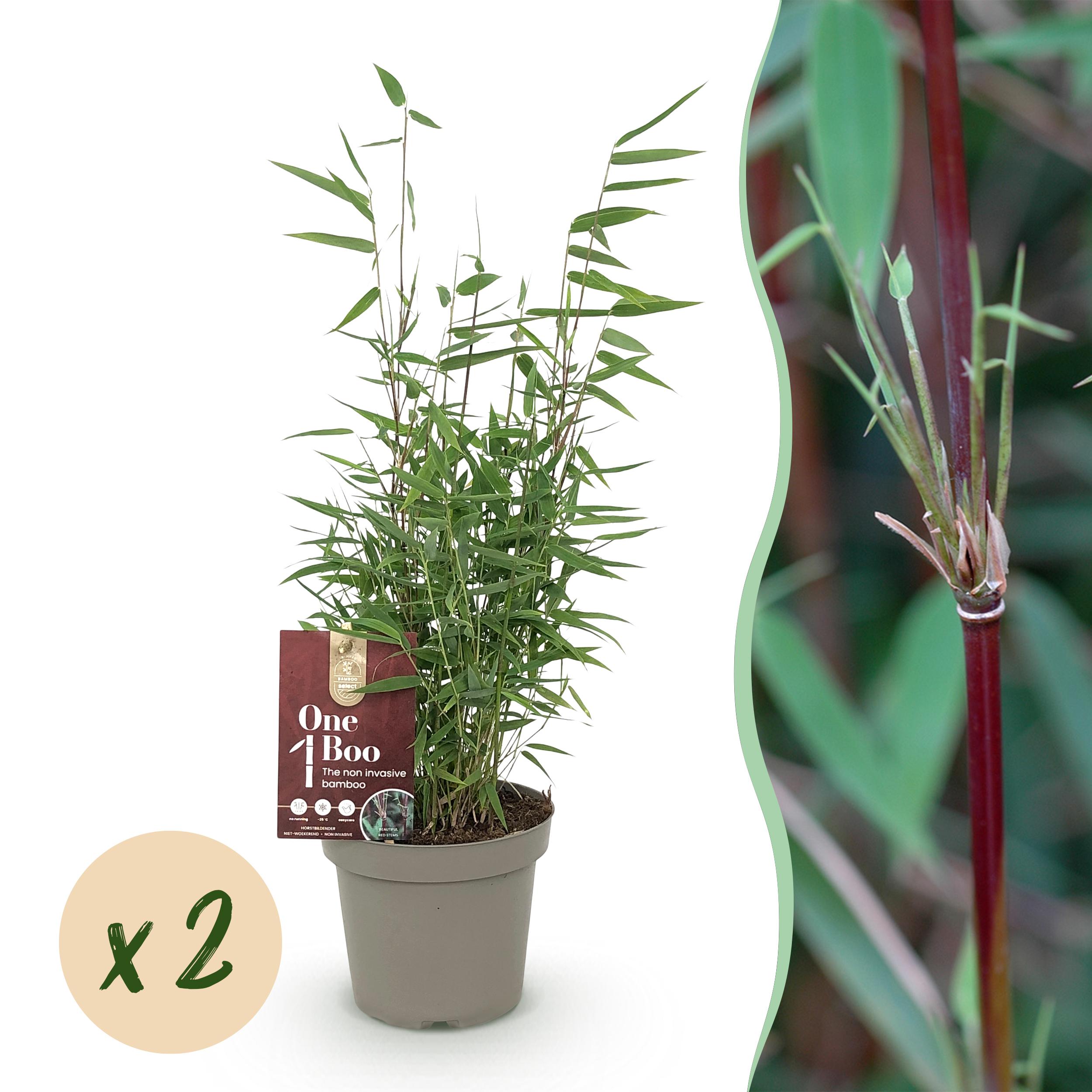 Bambus Fargesia Red Dragon niewysiewny – 2 rośliny – Zimozielony – Czerwone pędy – Doniczka 14 cm – 35 cm