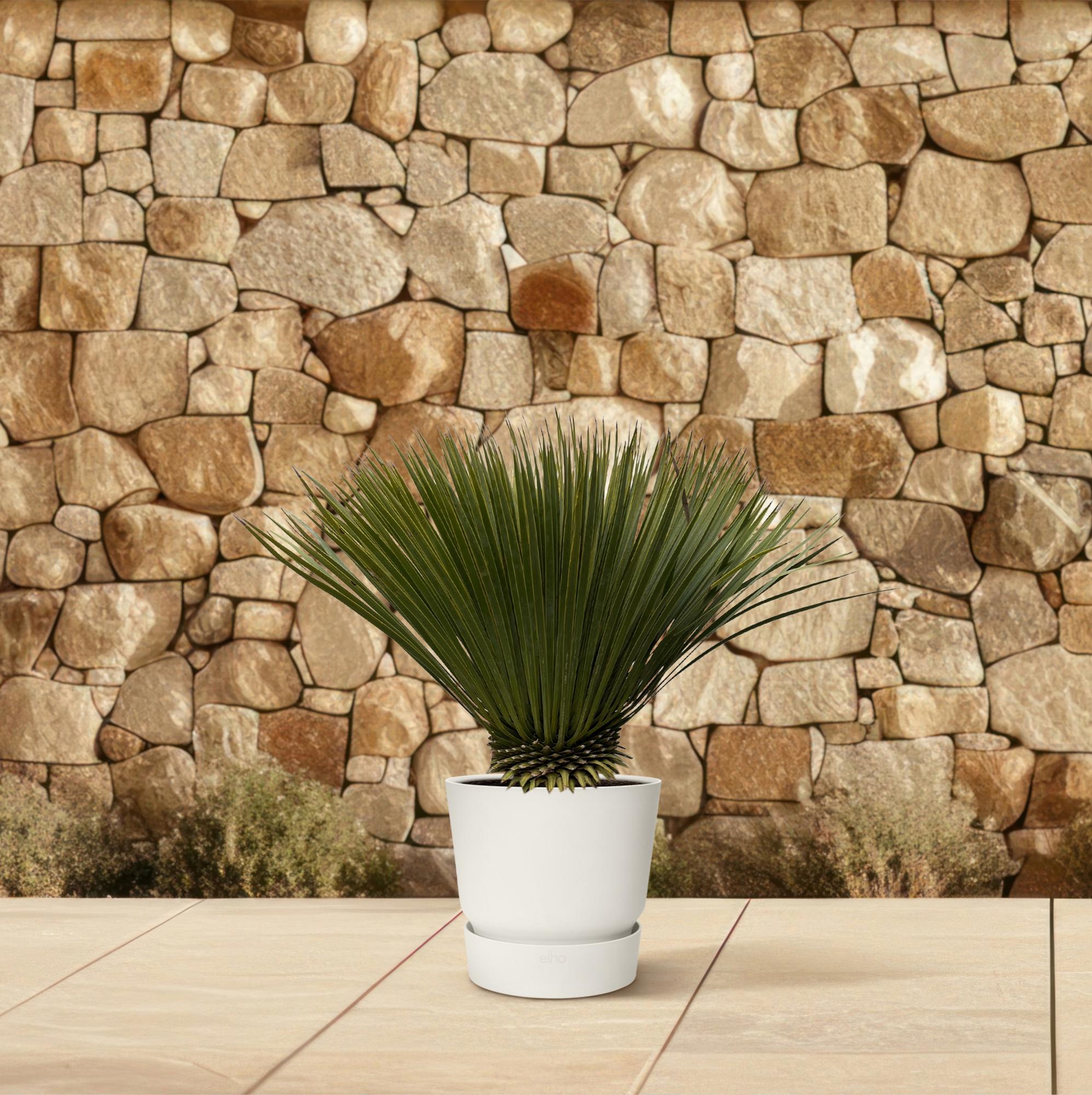 Yucca rostrata - Ø30cm - ↕70cm - Plante d’extérieur | Leroy Merlin