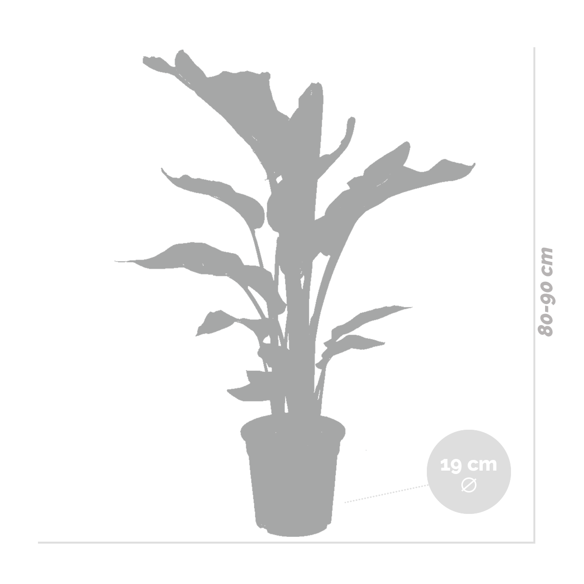 Strelitzia Nicolai - Oiseau de paradis - Plante d’intérieur - Dépolluante - H. 80-100 cm - 5