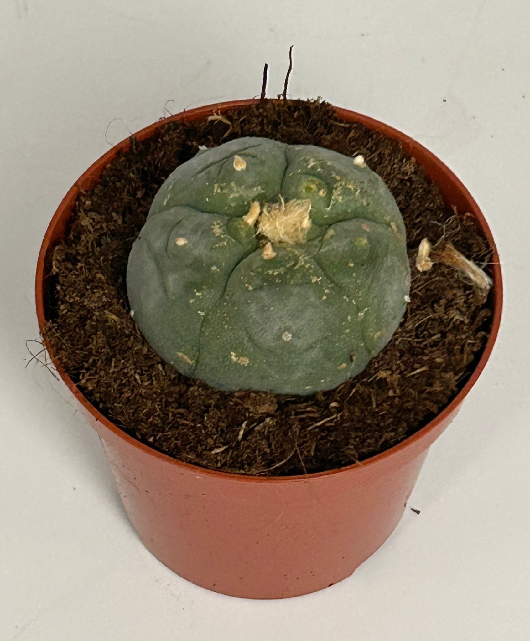 Lophophora williamsii - Peyote - Cactus peyotl - fioritura, vaso da 8,5 cm - 2