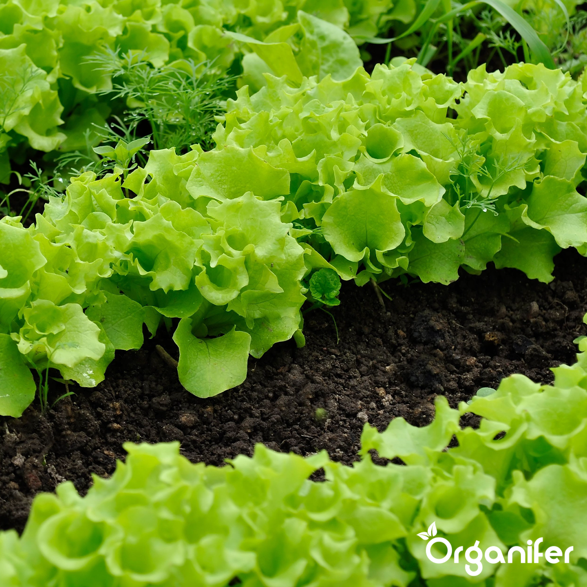 Pack De Semences De Légumes - 25 Variétés Culinaires - Organifer - 6
