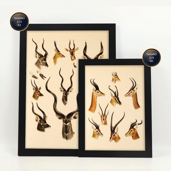 SUPERDANT 4 Stampe Da Parete Con Animali Del Bosco - Poster Vintage Volpe, Coniglio, Cervo E Gufo - Quadri Artistici 28x35 Cm Per Soggiorno - Senza Cornice