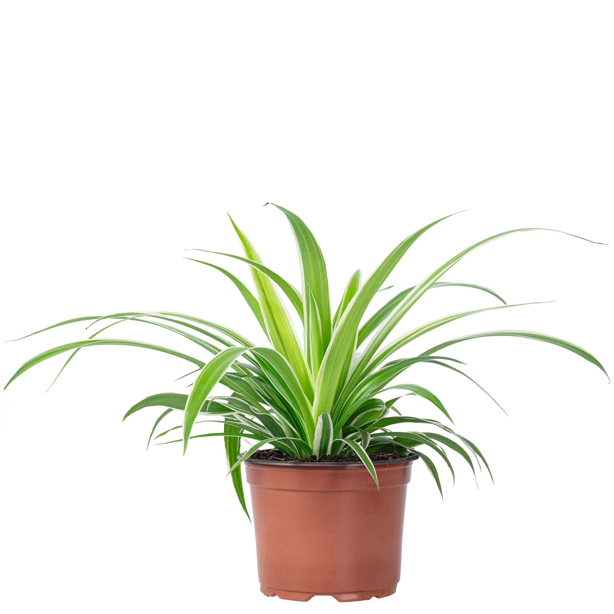 Bloomique Yucca Elephantipes - Pianta Da Interno Purificante 30-40 Cm - Facile Da Curare E Sempreverde - 4