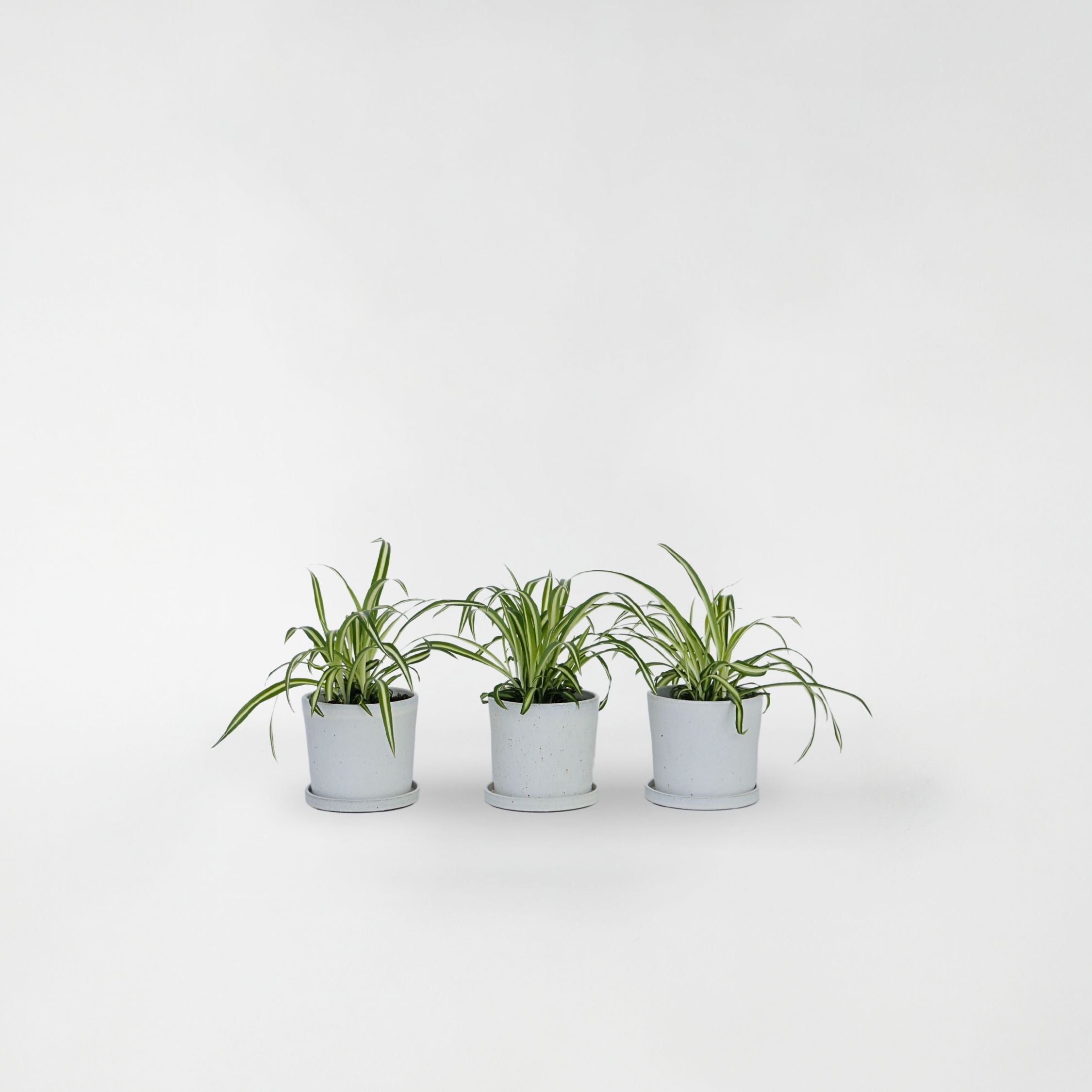 Plante araignée - Set de 3 - Chlorophytum comosum 'Atlantic' - H25-40cm - ⌀12cm - 6