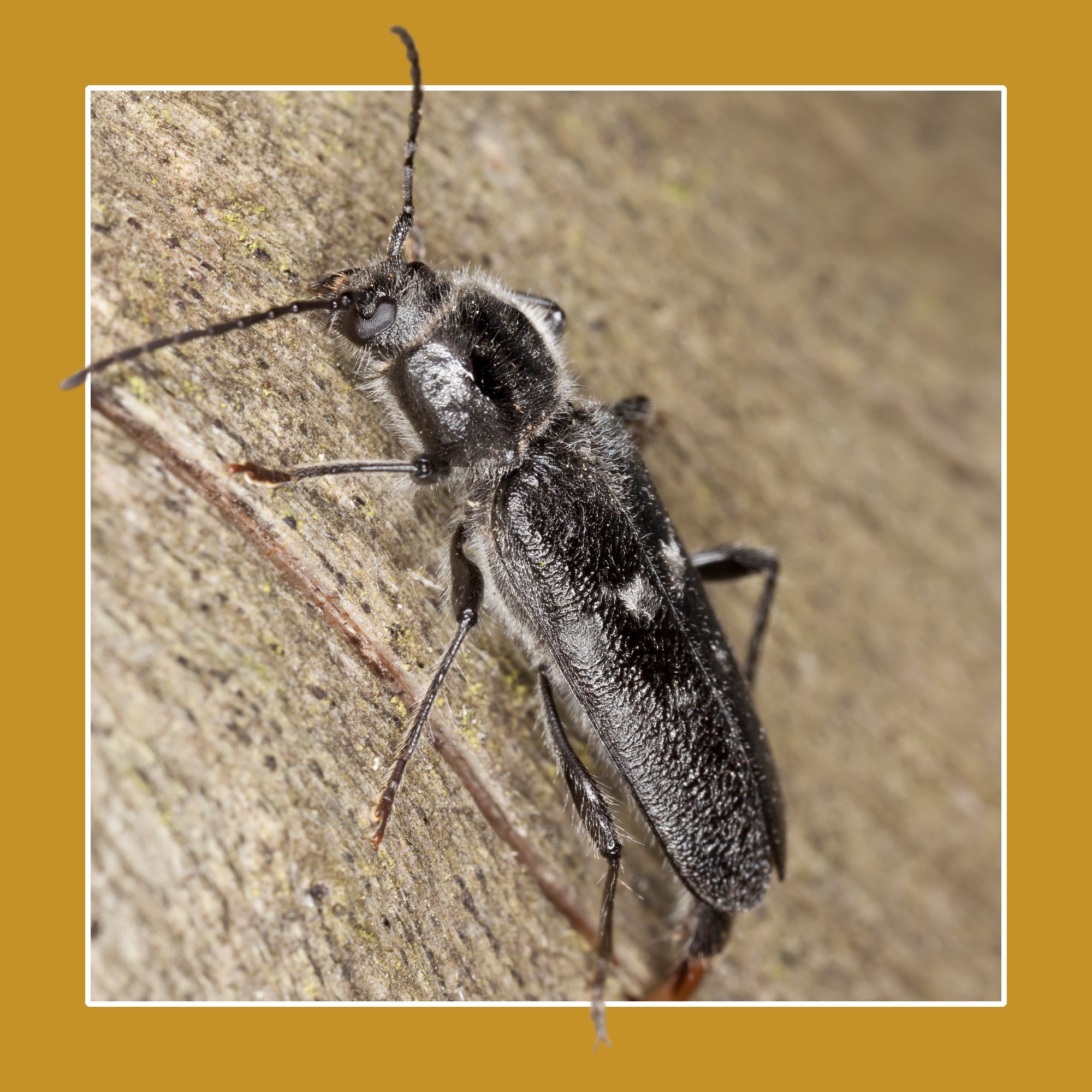 Soluguard Solución Anticarcoma - 500ml -Tratamiento contra la carcoma e insectos xilófagos como la termita y carcoma: Listo para Usar, Incoloro - 9