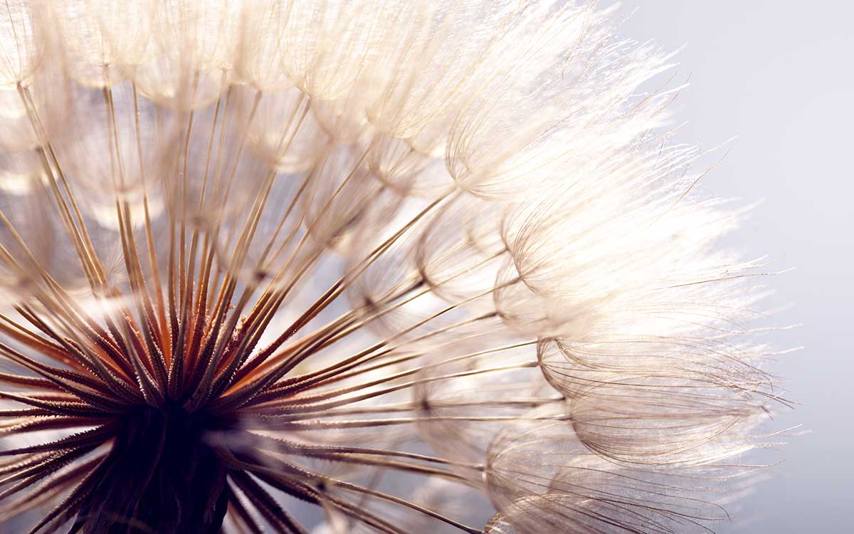 Cuadro foto flor de diente de león uno sopla, 80x50cm