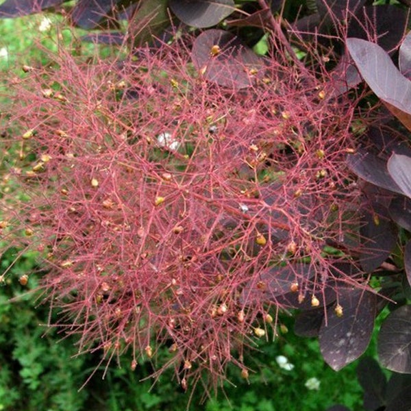 Arbre à perruque - Cotinus coggygria 'Royal Purple' - 40-60 cm pot - 2
