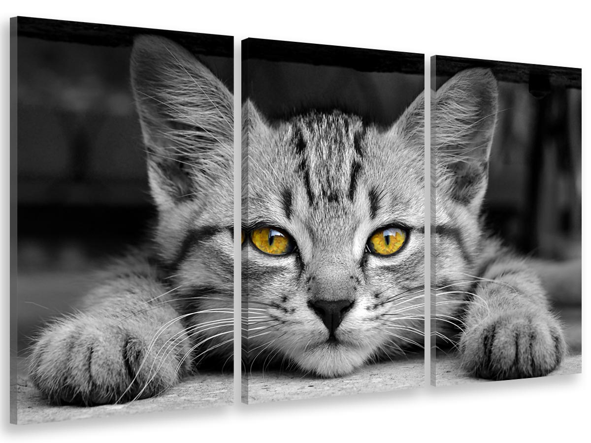 Cuadro tríptico, cuadro dulce gatito listo para saltar , 90x60cm