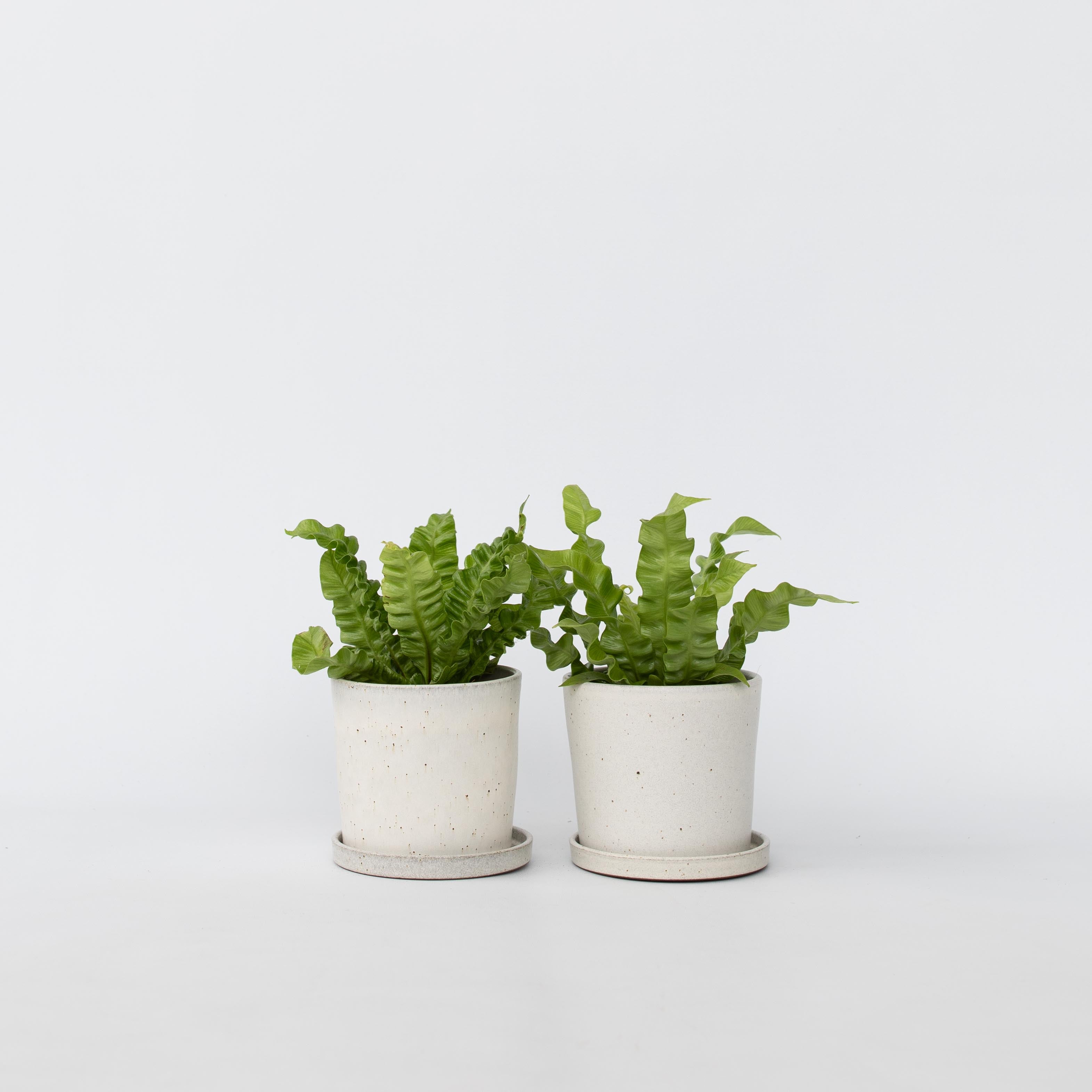 Felce nido d'uccello - 2 Pezzi - Asplenium nidus - Altezza 25-40cm - ⌀12cm - 6