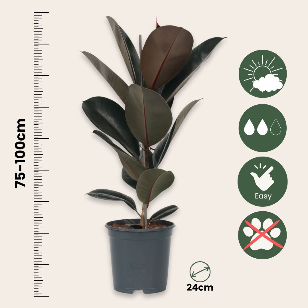 Pianta di Ficus Elastica Abidjan pianta da interno pianta da appartamento pianta ornamentale di Ficus Elastica varietà Abidjan pianta vera di Ficus Elastica Abidjan venduta da eGarden.store