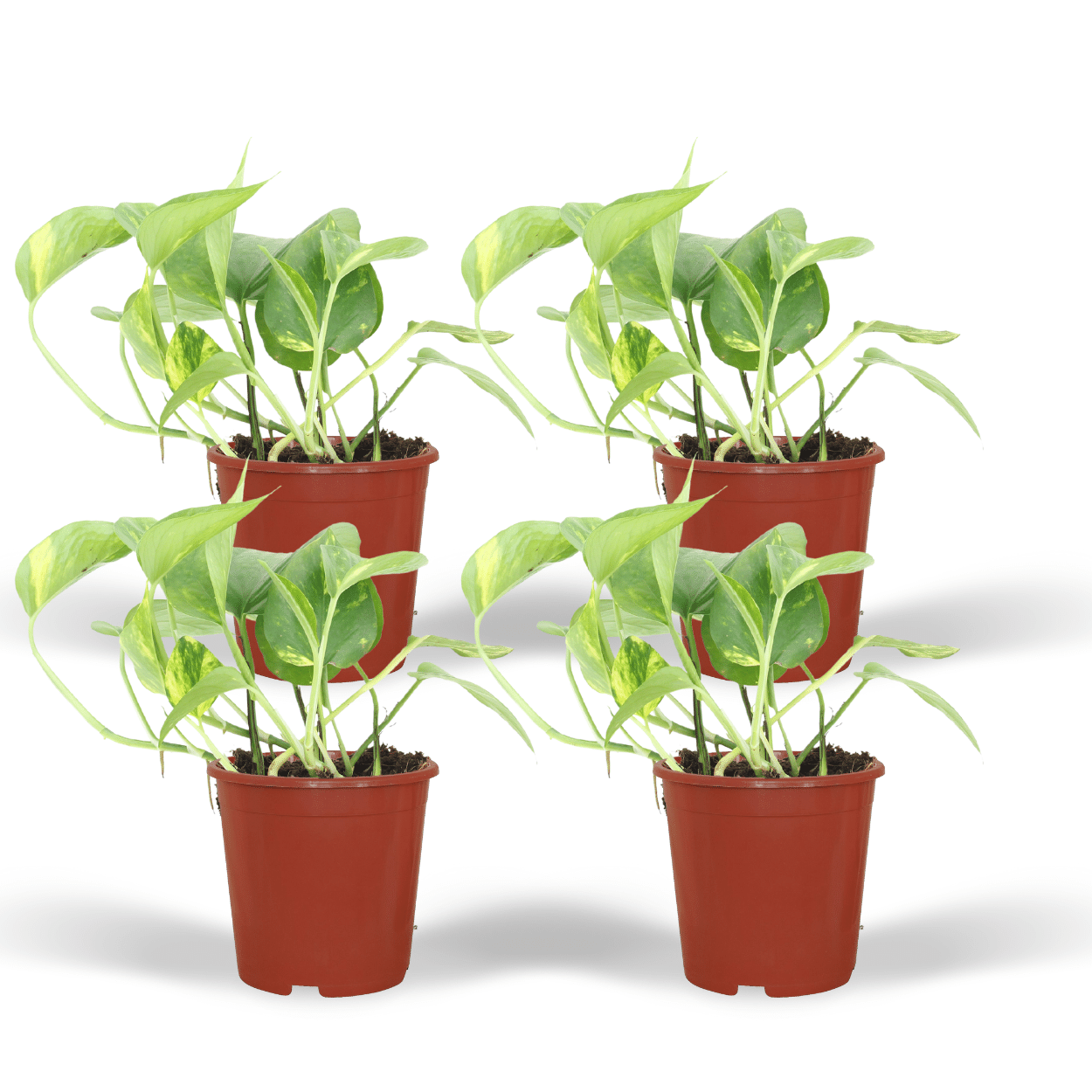 4x Epipremnum Aureum - Scindapsus 12 cm - 20 cm - Roślina pnąca