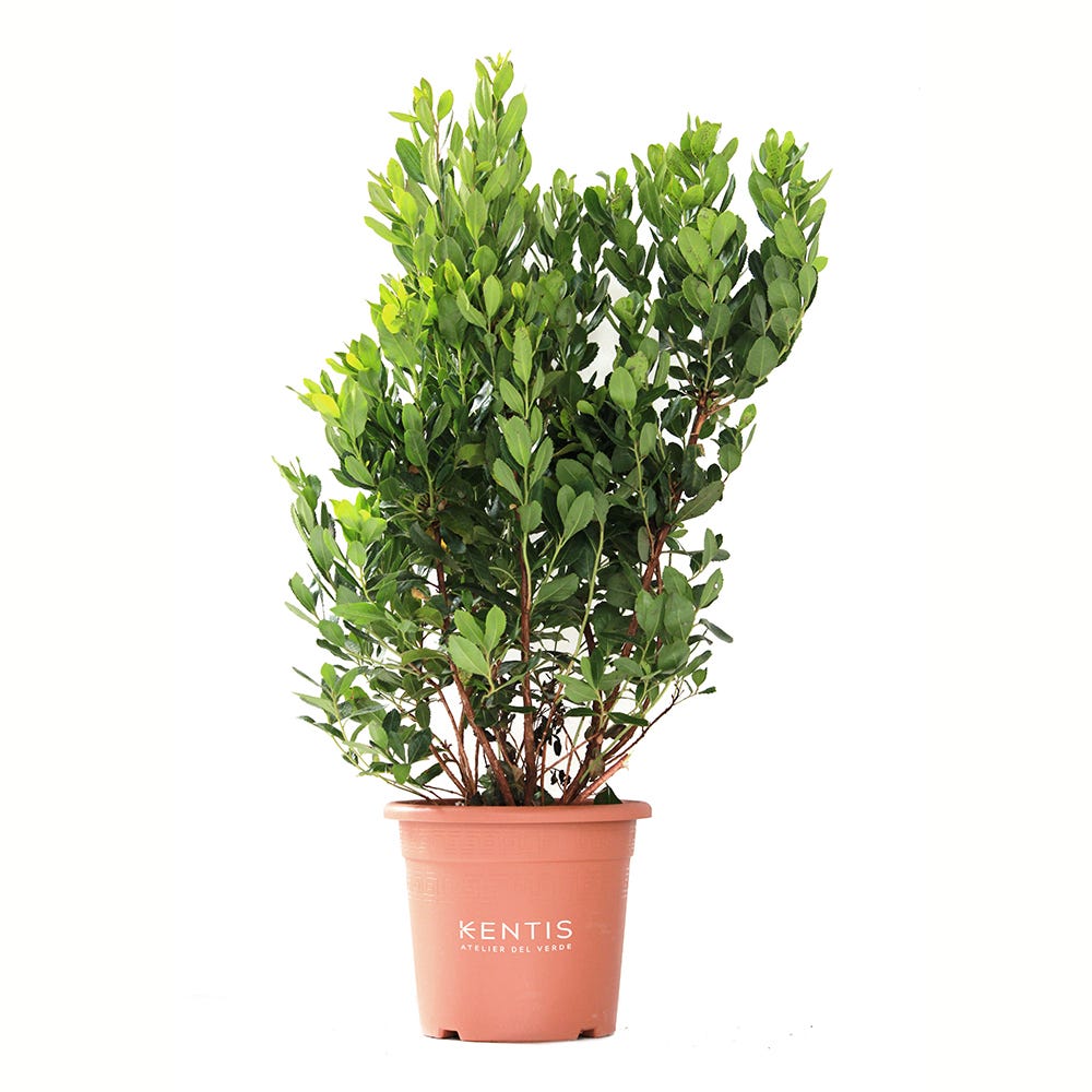 ARBUTUS UNEDO - VASO DA 40 Cm - Vivai Cucco