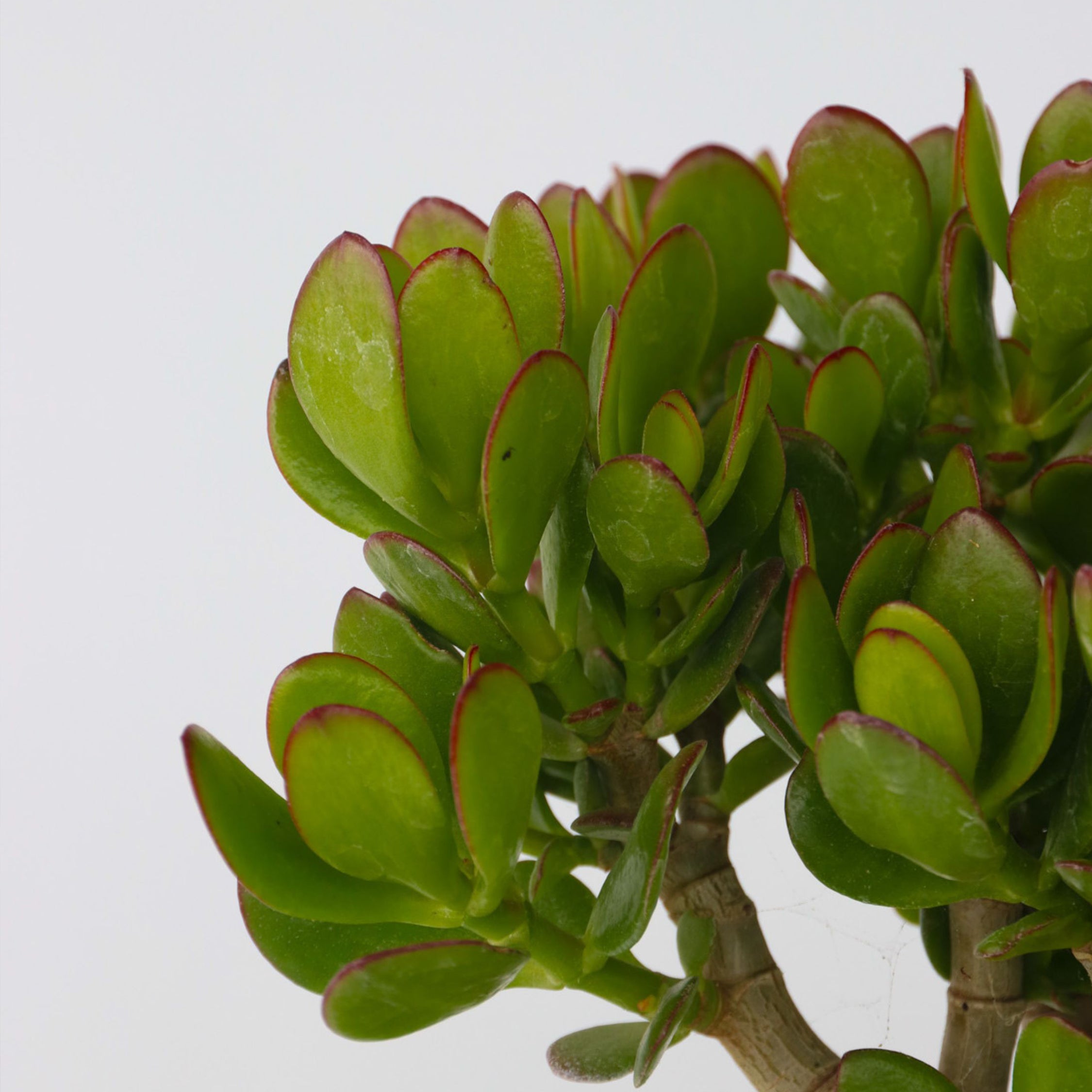 Albero di Giada - Crassula ovata - Altezza 15-25cm - ø12cm - 3