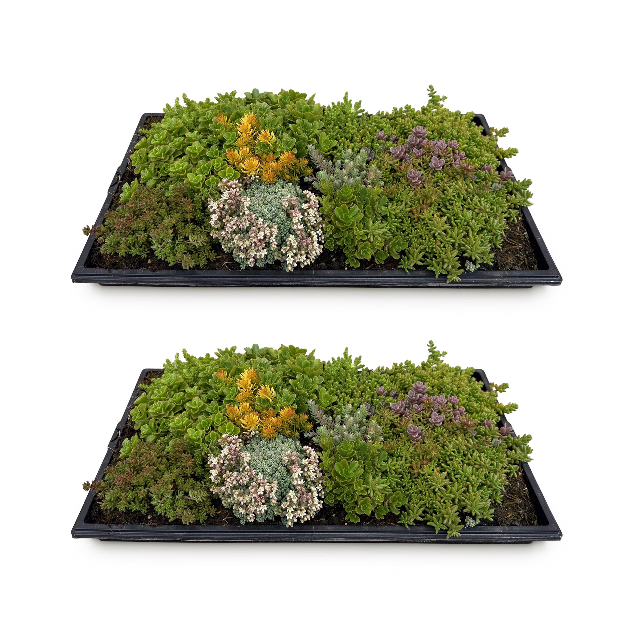 Tappeto di Sedum Resistenti – 10 varietà – 50x30 cm – X2 – Bassa Manutenzione per Giardino e Tetto - 2