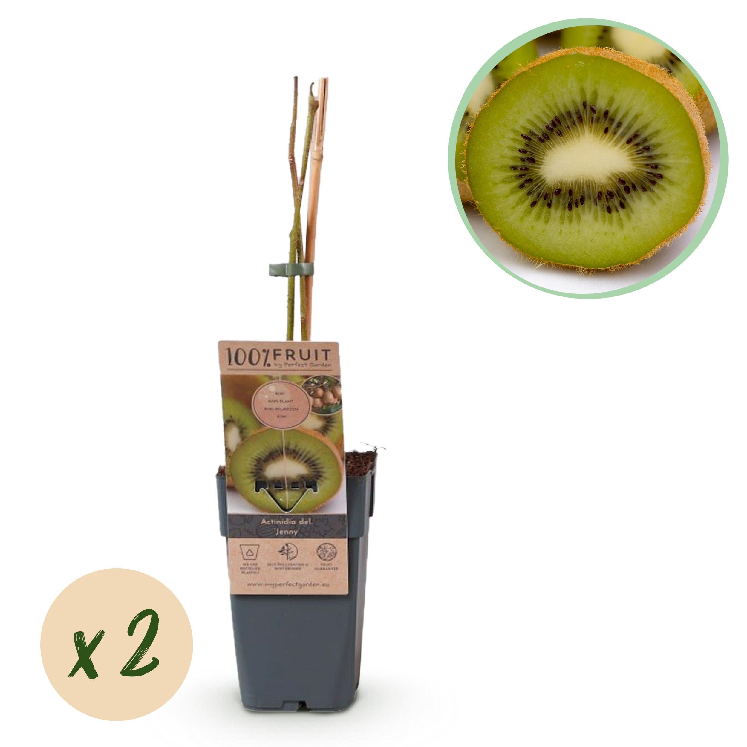 Actinidia deliciosa 'Jenny' – Kiwi zielone – 2 rośliny – Doniczka 15 cm – Wysokość 50 cm
