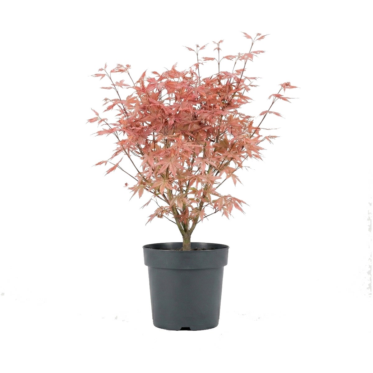 Acer palmatum Taylor - Érable du Japon - Plante de Jardin - Rustique ...