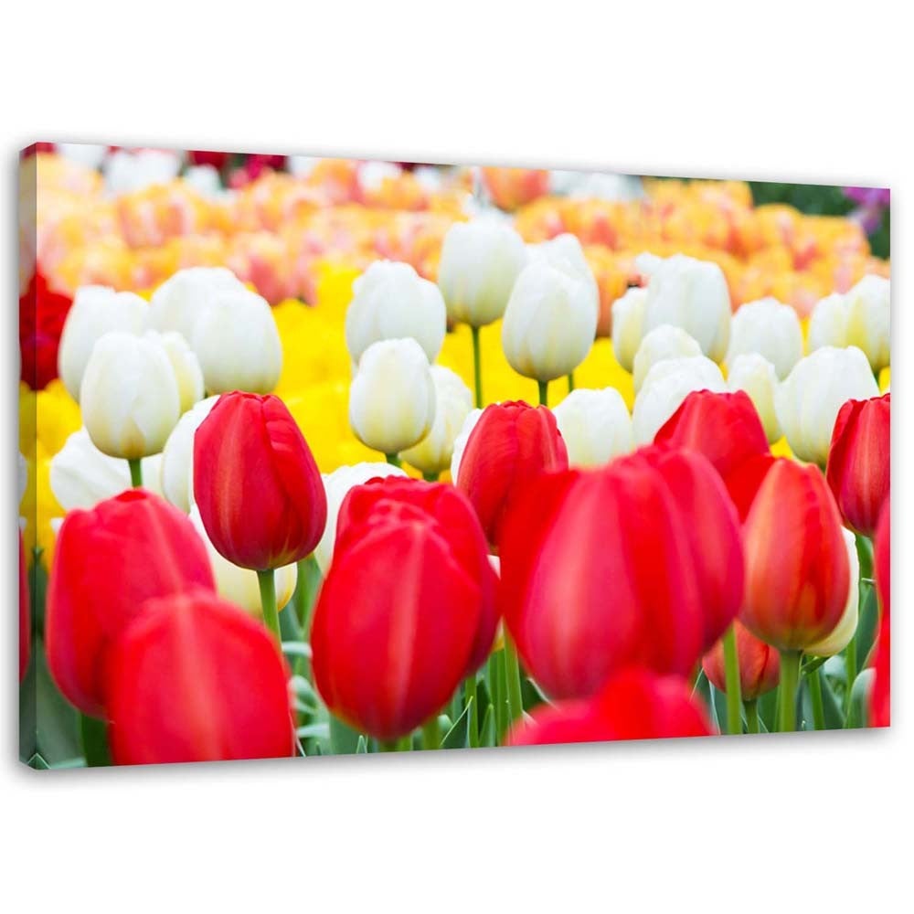 Obraz na płótnie, Wielobarwne tulipany 60x40