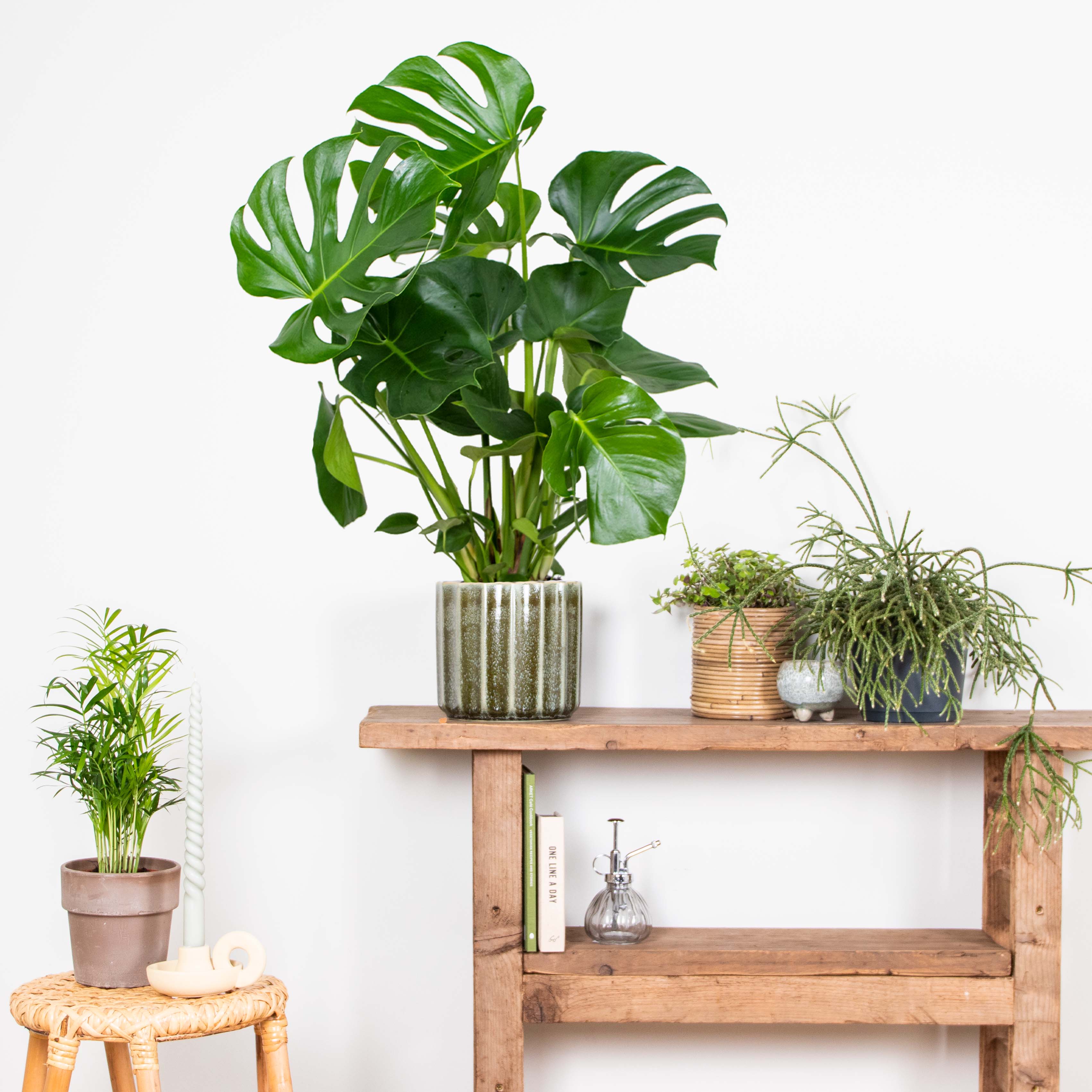 Monstera Deliciosa - Monstera - Plantes d’intérieur - Dépolluante - H. 70-80 cm - P. 21 cm - 4