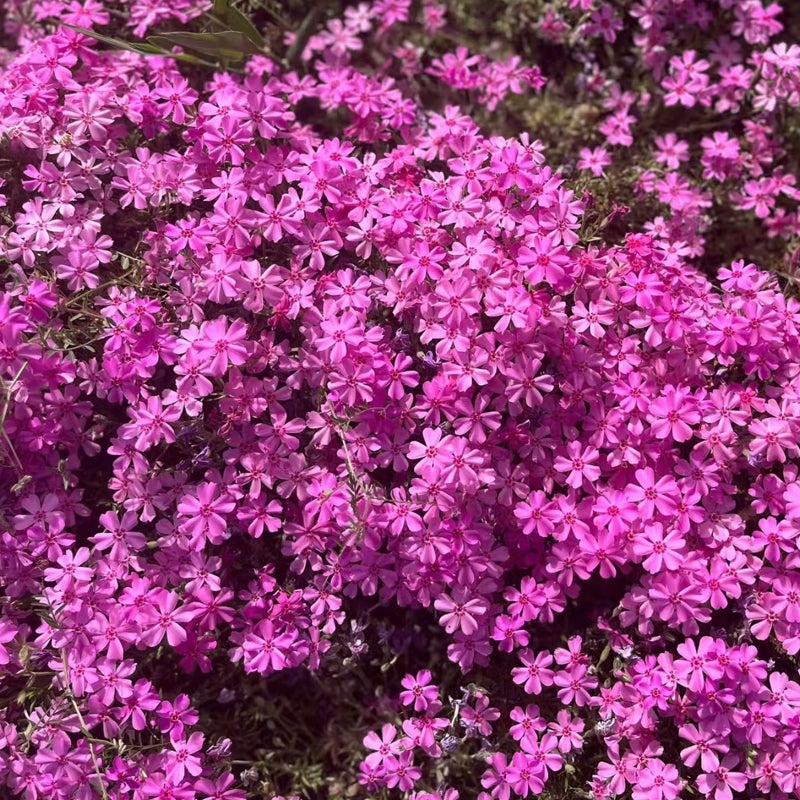 Graines de Phlox mousse (Phlox subulata) – 1000 graines, Plante vivace rustique pour jardin et balcon - 2