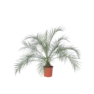 Palma Chamaerops Vulcano - Set Di 2 Piante, Vaso 19cm, Altezza 35-45cm, Resistente Al Freddo - Foto 4