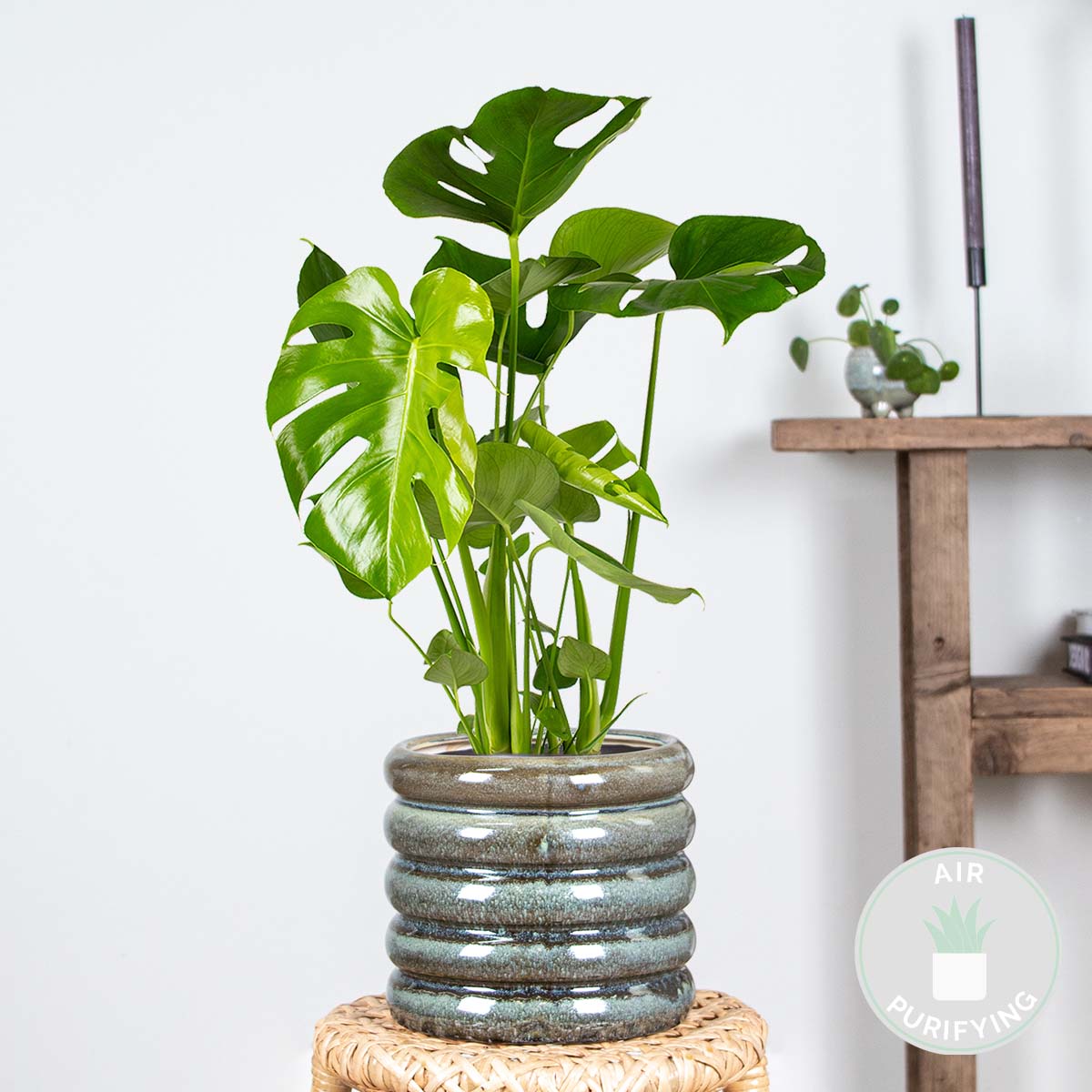 Monstera Deliciosa - Monstera - Dépolluante - Facile à entretenir - Hauteur 50-60 cm - Pot 17 cm - 2