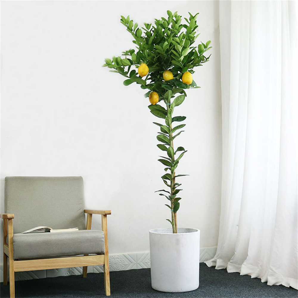 [60 pièces] Graines de citron de haute qualité, taux de germination élevé, faciles à cultiver, adaptées aux jardins familiaux et aux plantes en pot - 4