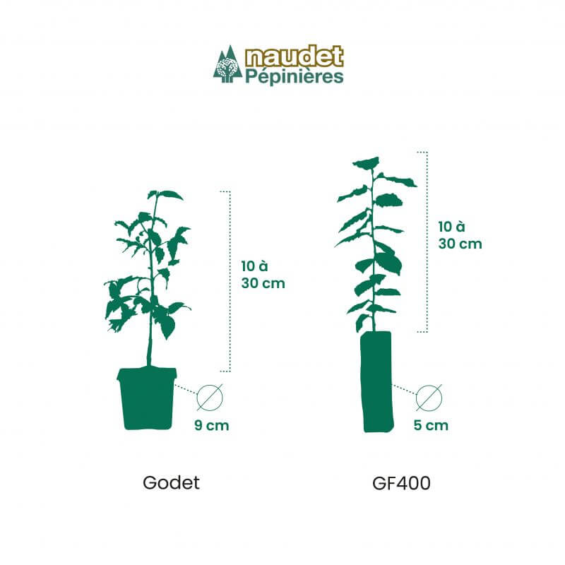 20 Photinias (Photinia Fraseri 'Red Robin') - Haie de Photinia - - Pépinières Naudet - 5