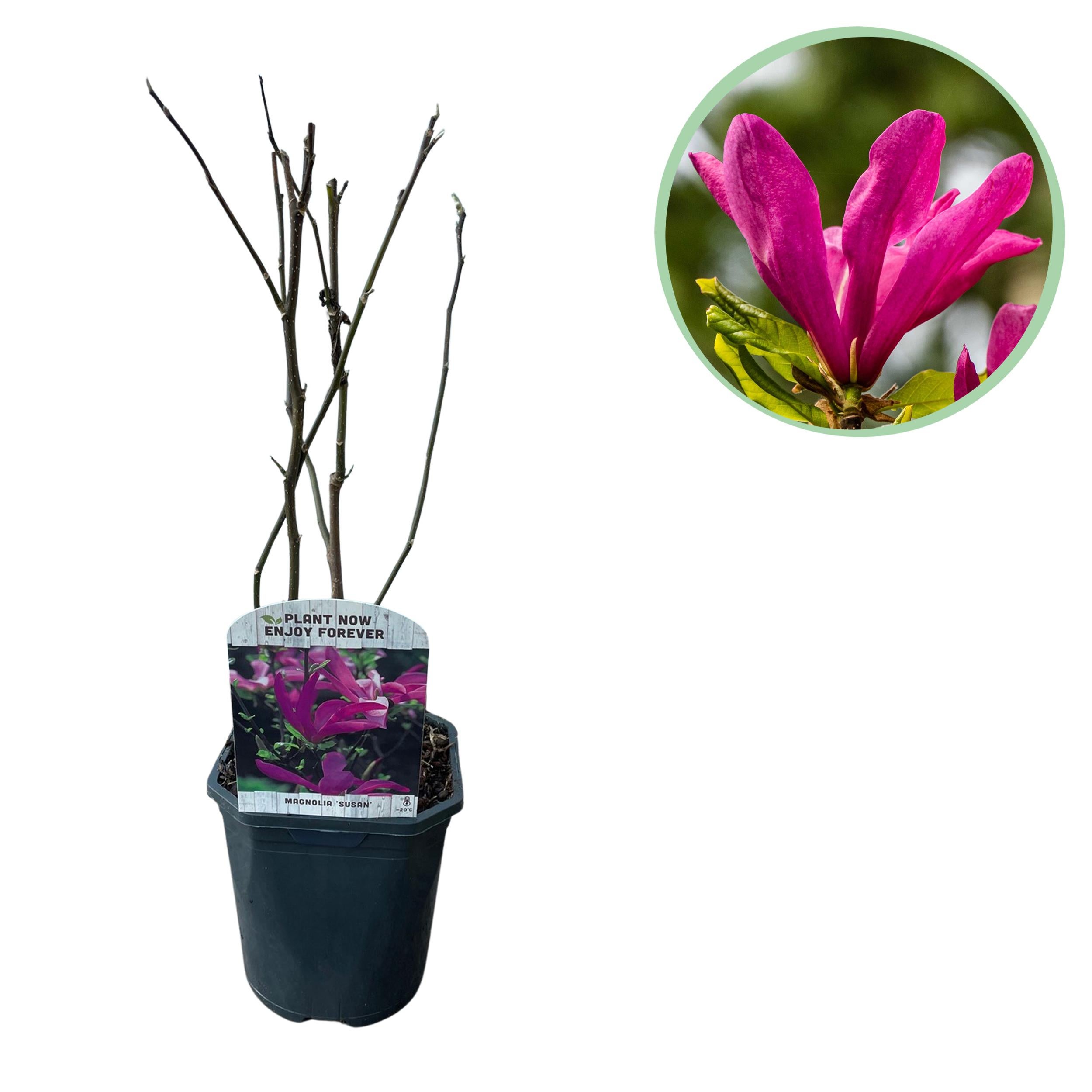 Magnolia Susan – Krzew kwitnący – Kwiaty ciemnoróżowe – 1 roślina – Liściasty – Niska pielęgnacja – Doniczka 17 cm – Wysokość 45 cm
