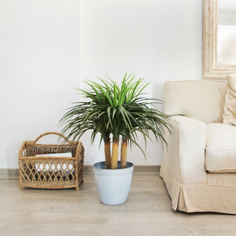 Plante Artificielle Nolina 75cm avec pot | Plantes en plastique pour la décoration de jardin intérieur et extérieur - 3
