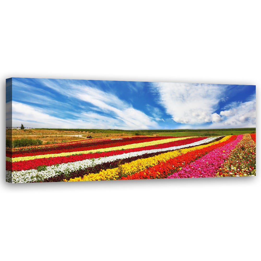 Obraz na płótnie, Pole kolorowych tulipanów 120x40