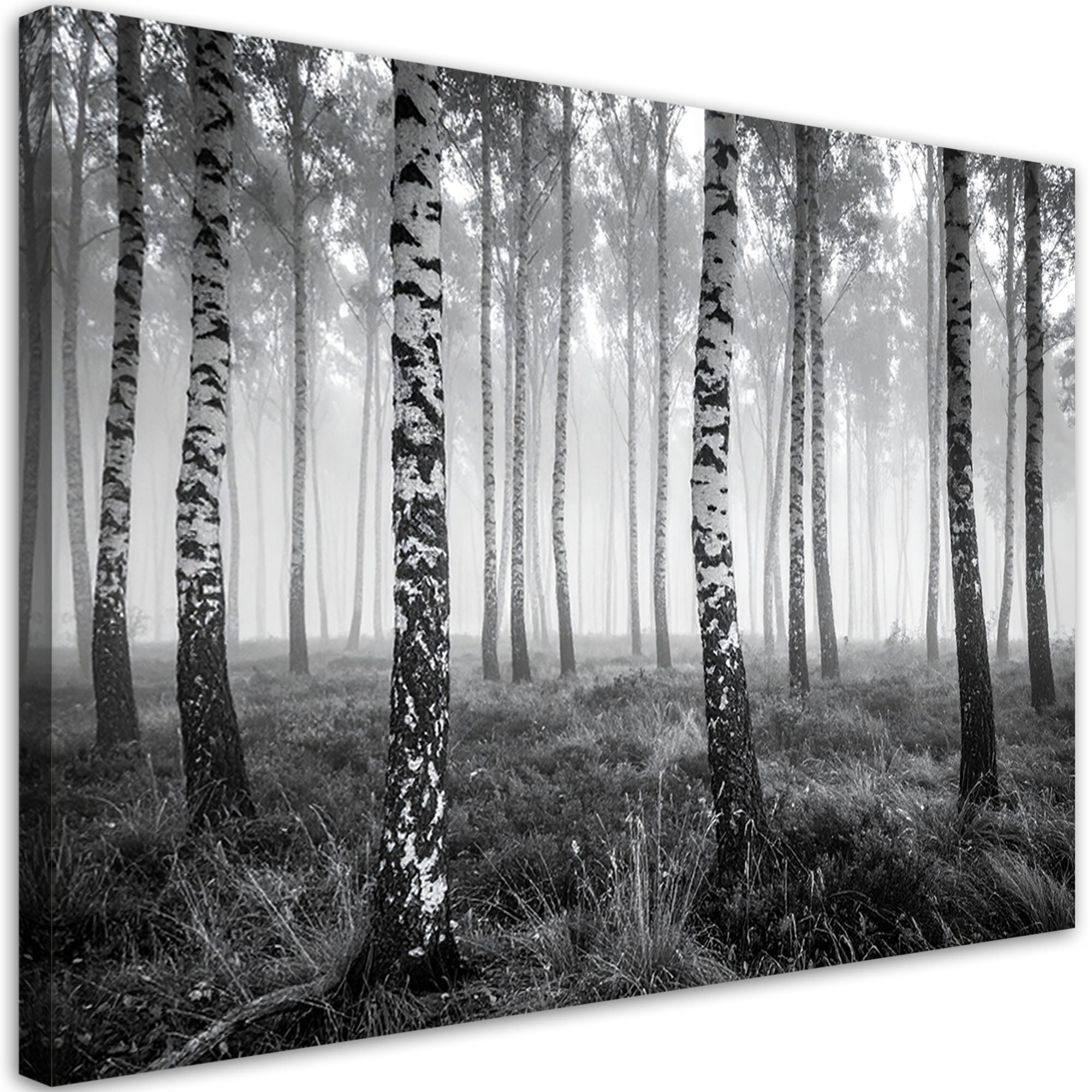 Obraz do salonu sypialni kuchni biura, Las brzozowy mgła czarno biały krajobraz 120x80