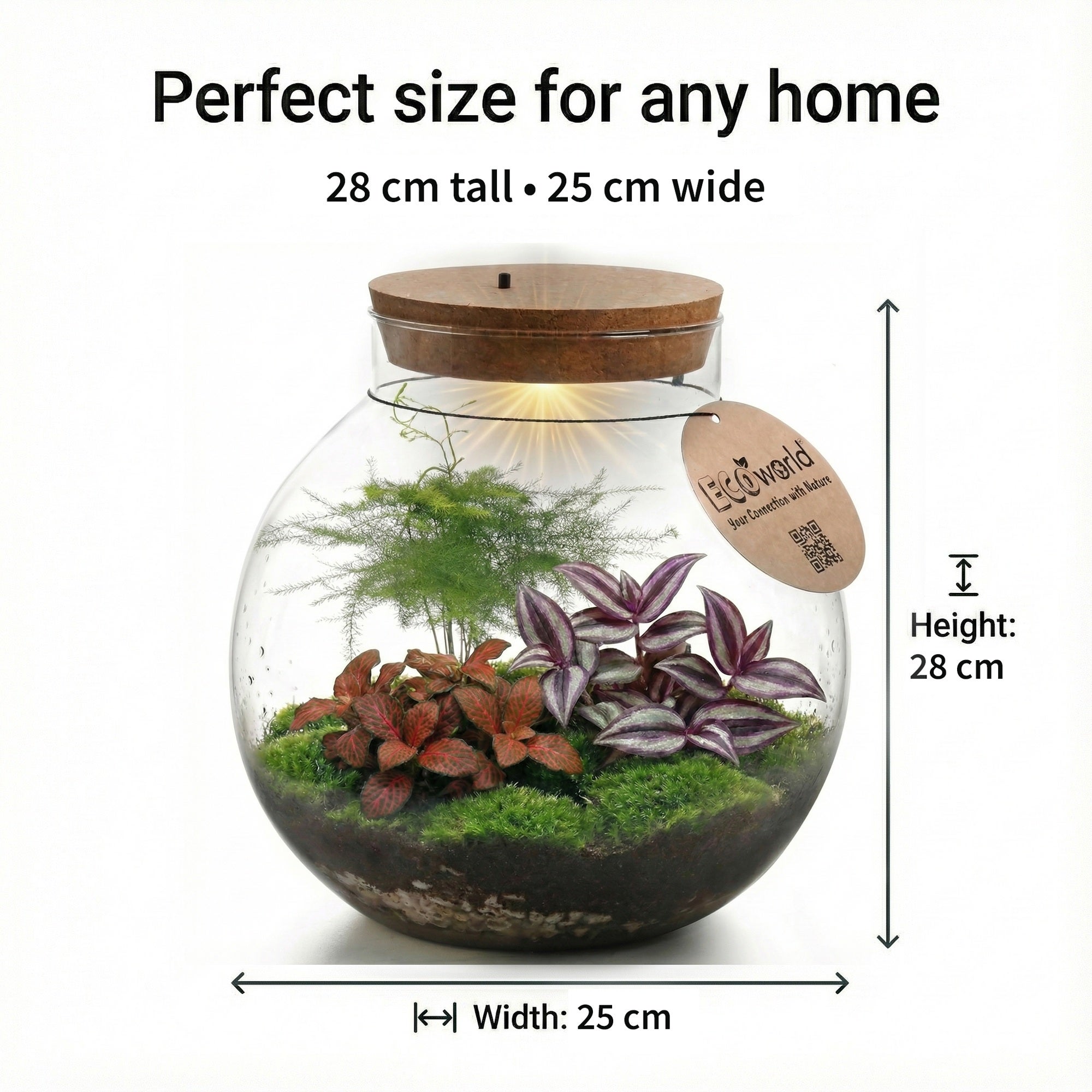 Grande Terrario di Piante Ø30 cm - Ecosistema Chiuso in Vetro - Idea Regalo DIY Originale e Decorativa - 6