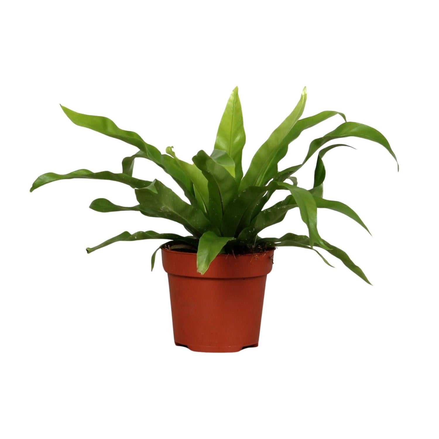 Asplenium Antiquum - Paproć Gniazdo Ptasie - Roślina doniczkowa - Doniczka Ø12cm - Wysokość 25cm