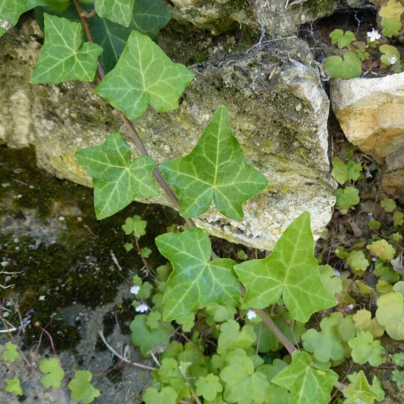 Lierre des Bois ou Lierre Commun (Hedera Helix) - Godet - Taille 13/25cm - Pépinières Naudet - 4