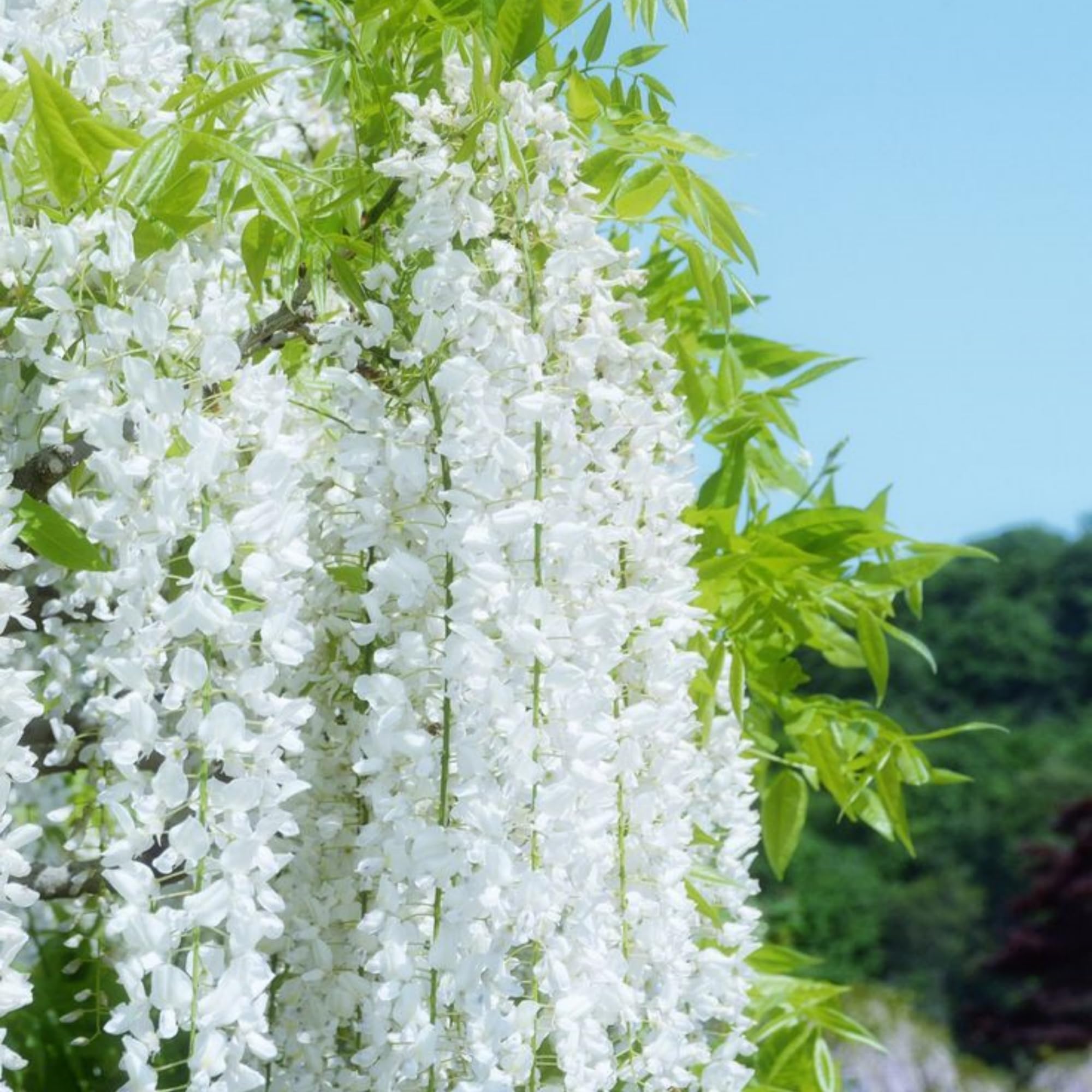200 graines de jasmin pleureur, graines de fleurs de jasmin, plante grimpante, convient aux jardins familiaux. - 6