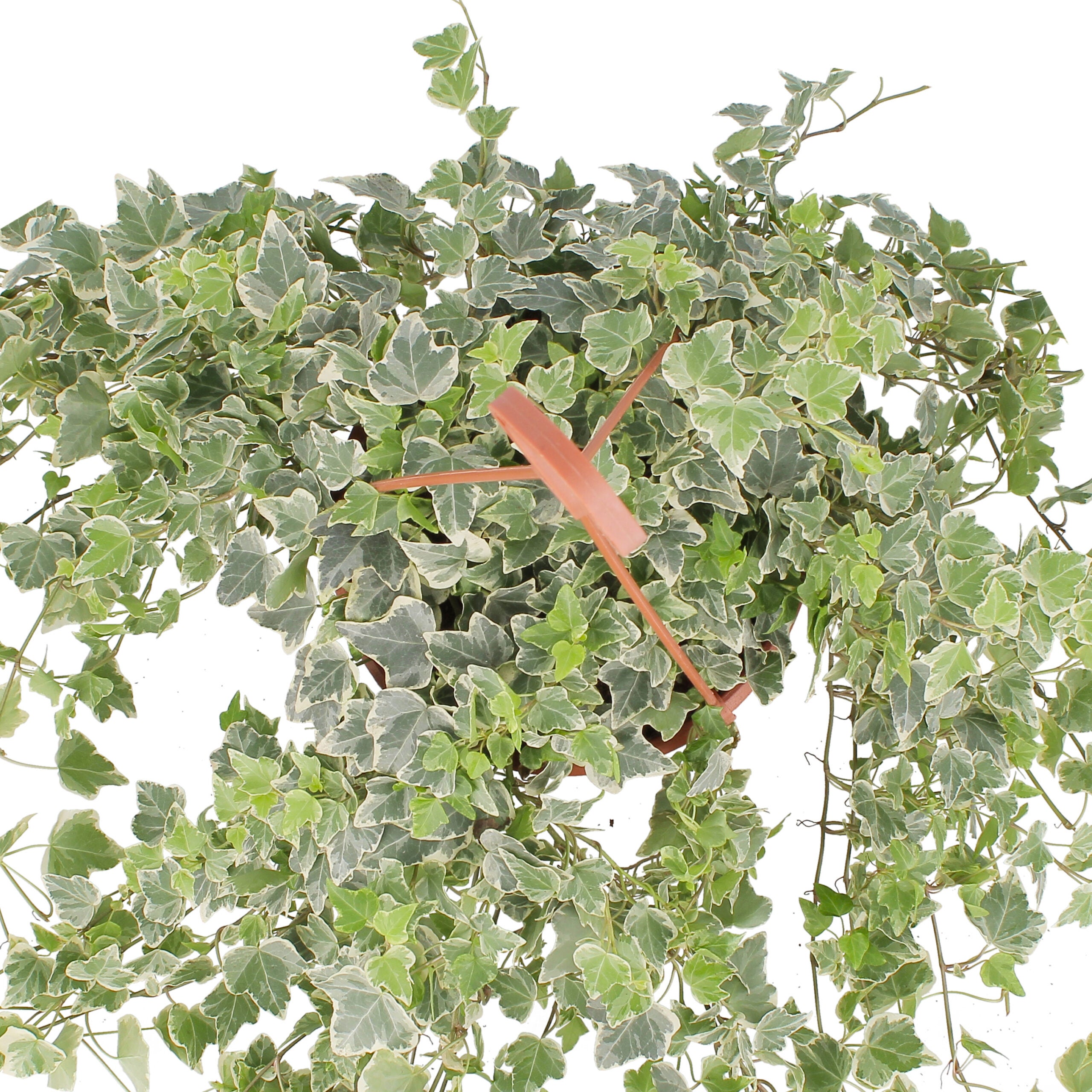 KENTIS - Edera Vera Variegata - Piante Rampicanti Vere da Esterno - Hedera Helix - Vaso Ø 19 cm - 4