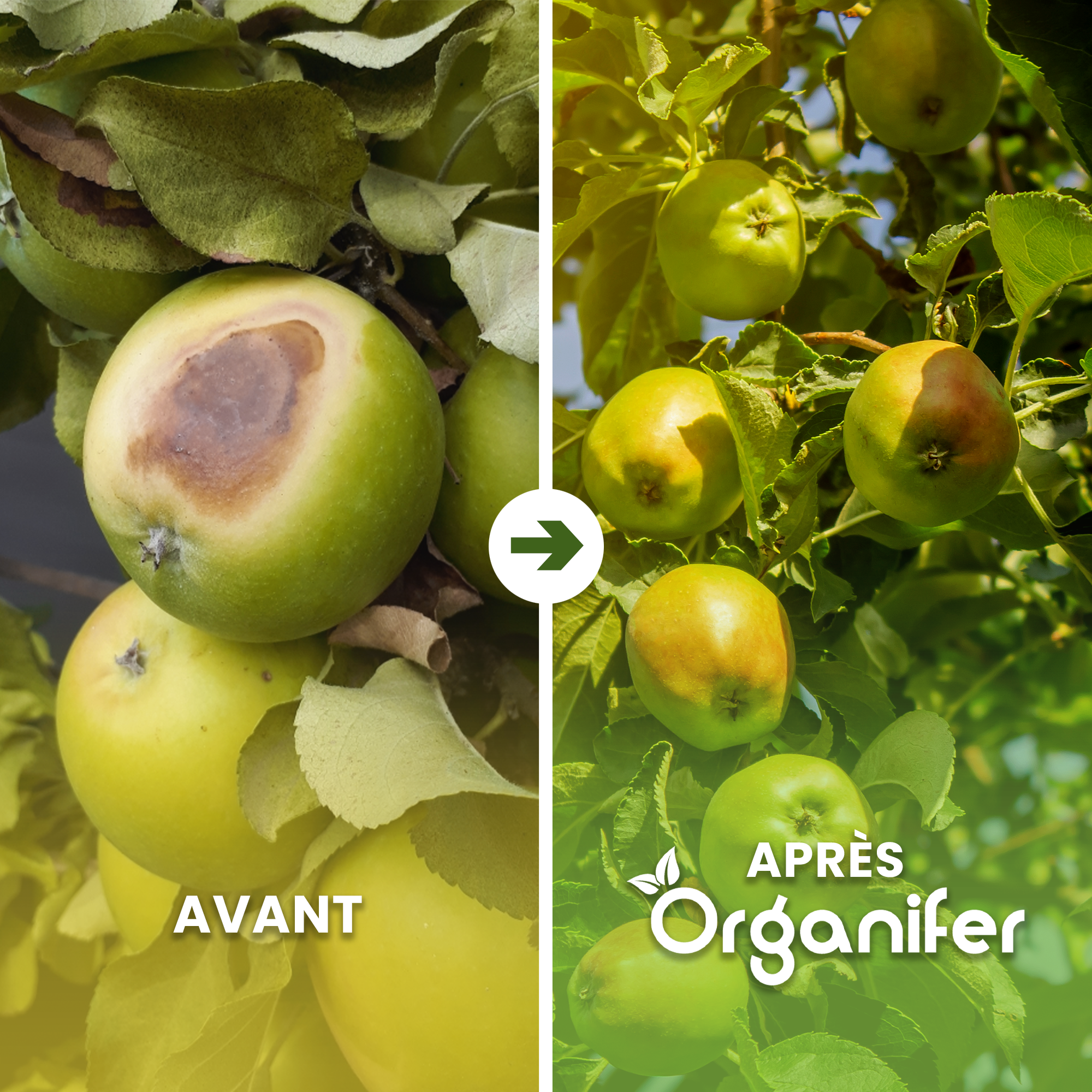 Lavagrit Issu De Roches Originelles D'Eifel - 25X = 500 Kg Pour 5.000 M2 - Organifer - 2