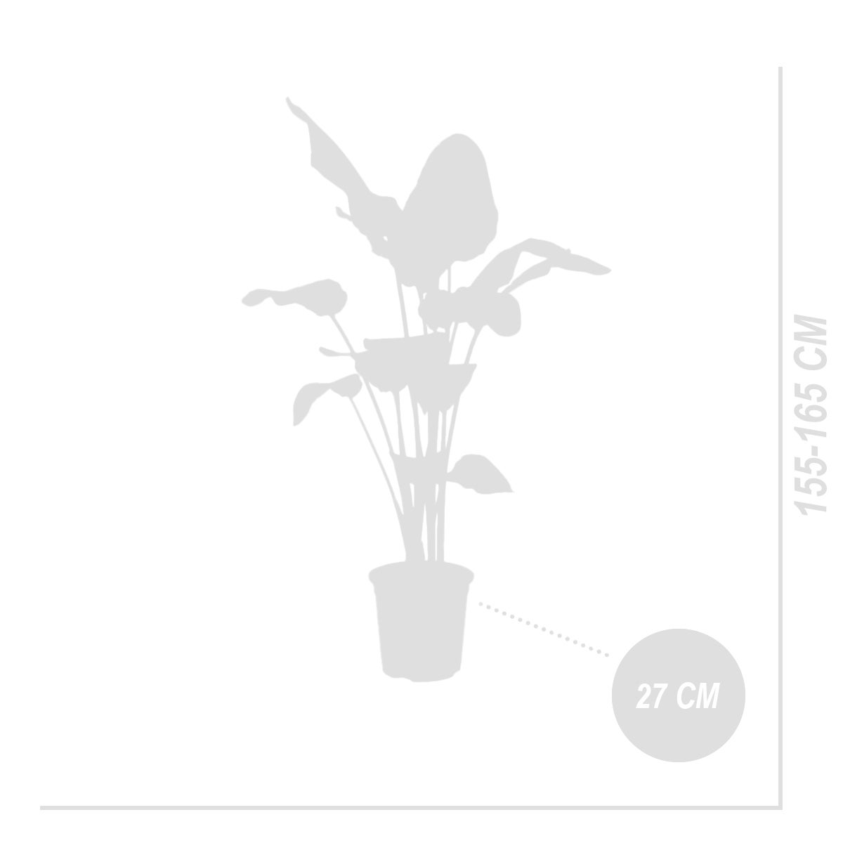 Strelitzia Nicolai - Oiseau de Paradis - Fleur Oiseau de Paradis - H. 150-170 cm - P. 27 cm - 5