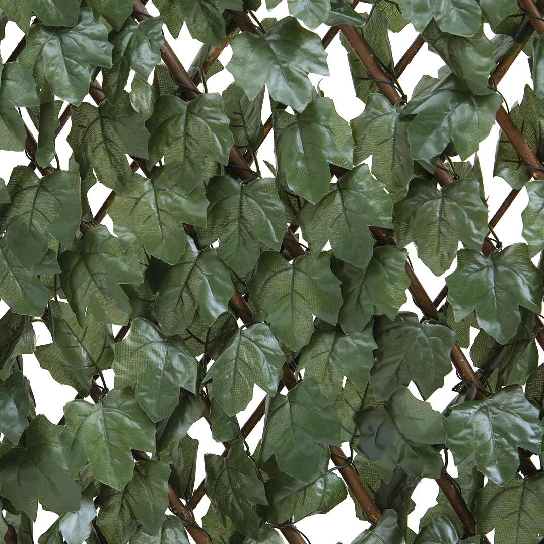 CELOSIA EXTENSIBLE CON HOJAS 1X2 M. - 3