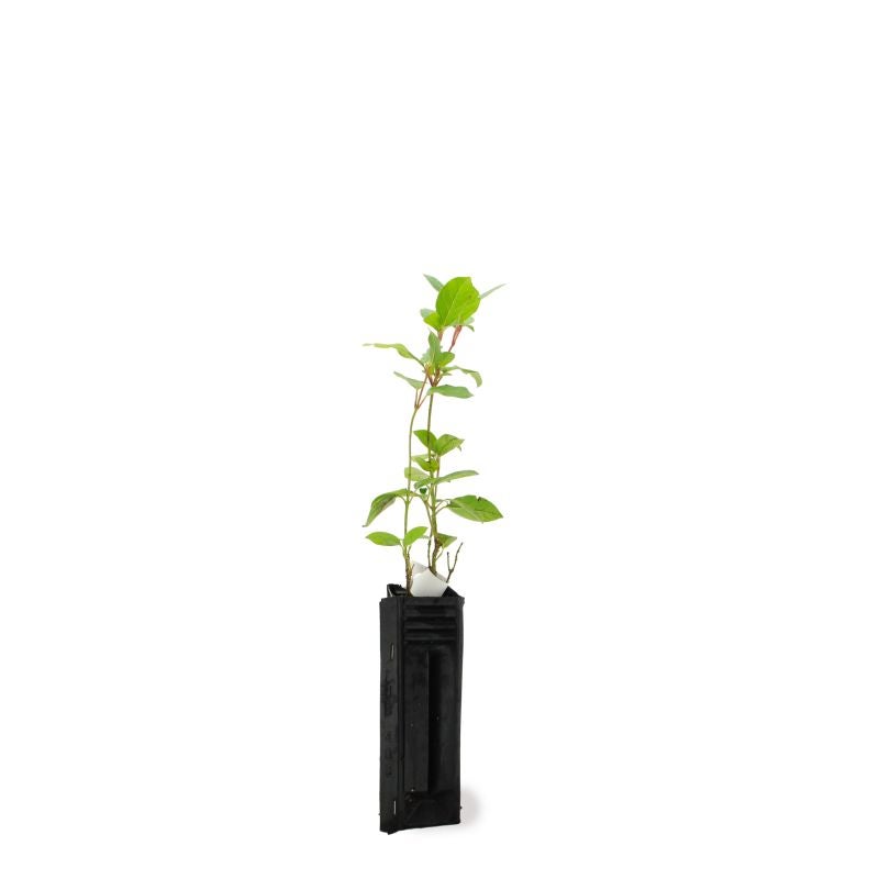 Laurier Tin (Viburnum tinus) - Godet - Taille 13/25cm - Pépinières Naudet - 2