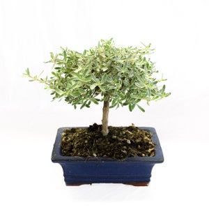 Bonsaï Olivier Olea Europaea - Plante Extérieur Naturelle Pot Céramique 30-35 Cm - Kentis